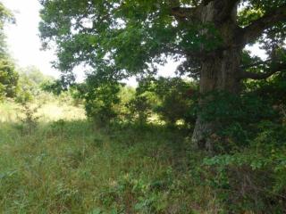 348 Timberlake Rd, Branson, MO 65616-9492