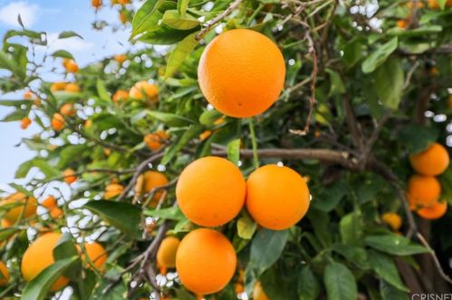 2693 Royal Ave, Simi Valley CA 93065-4768 exterior