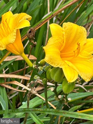 103 Cv Vw Trl, Severna Park MD 21146-4614 exterior