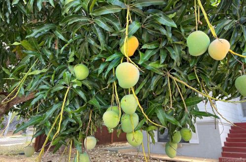 3347 Monsarrat Ave, Honolulu HI  96815-4447 exterior