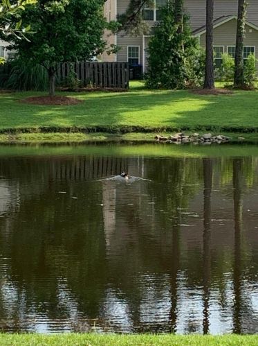 288 Sweet Alyssum Dr, Ladson SC  29456-3899 exterior