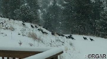 3555 Buckhorn Ln, Canon City CO 81212-8229 exterior