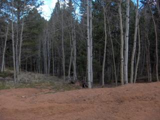 652 Ridge Rd, Divide, CO 80814-9636