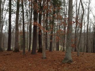 323 Bradenton Knl, Fletcher, NC 28732-7484