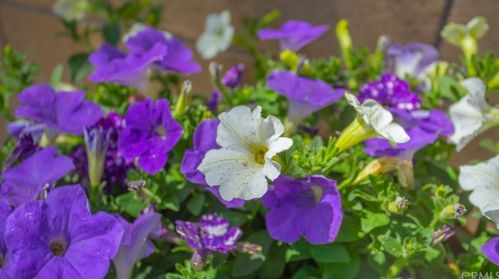 17677 Cedarwood Dr, Riverside CA  92503-7039 exterior