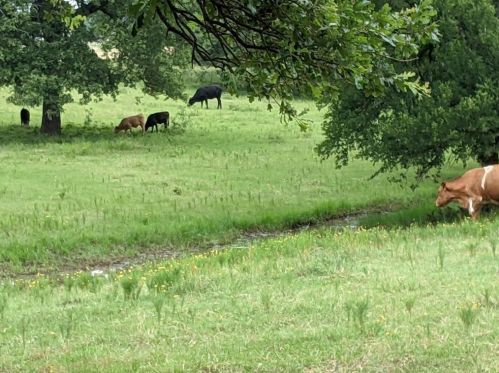 200 Blisard Rd, Webberville TX 78621-5018 exterior