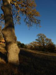 24301 Bowen Ct, Tehachapi, CA 93561