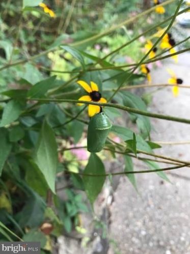 311 Lincoln Ave, Silver Spring MD 20912-5713 exterior