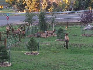 317 Lamb Ln, Lakewood, CO 80401