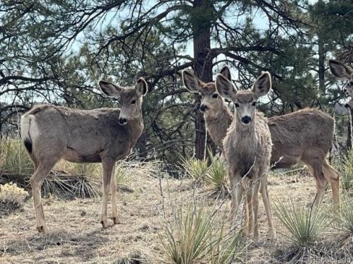 8164 Ider Ct, Denver CO  80016 exterior