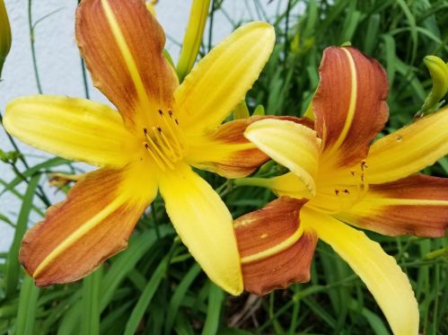 506 2nd Ave, Saint Paul MN  55112-6824 exterior