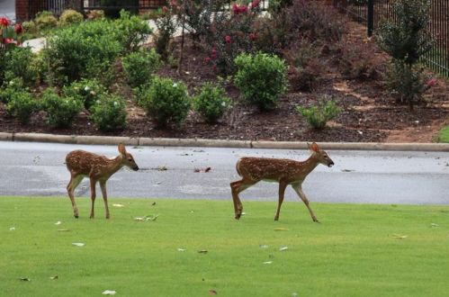 3255 Jett Fry Ct, Atlanta GA  exterior