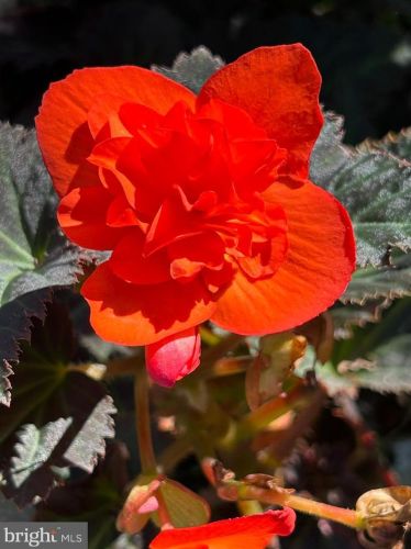 103 Cv Vw Trl, Severna Park MD 21146-4614 exterior