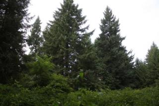 30098 Cemetery Rd, Estacada, OR 97023-9552