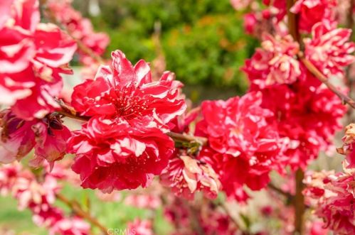 2597 Central Ave, Riverside CA  92506-3409 exterior