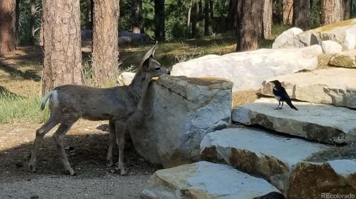 38295 Signal Ridge Trl, Elizabeth CO exterior