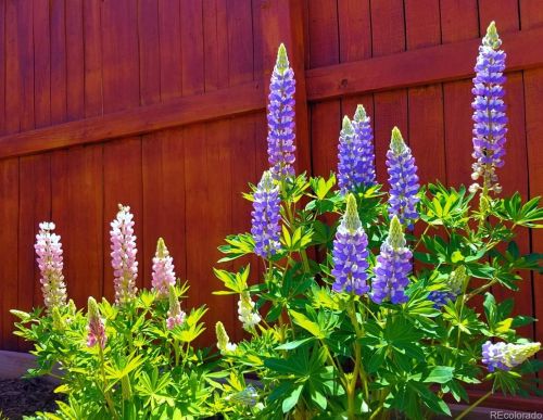 3734 Dexter St, Denver CO 80220-5033 exterior