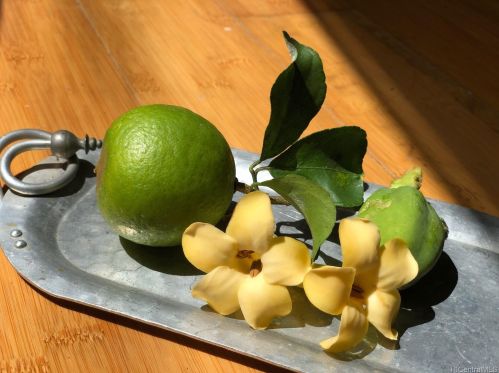 3077 Woolsey Pl, Honolulu HI  96822-1569 exterior