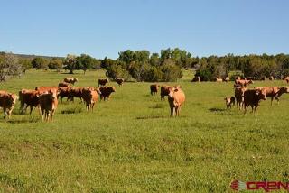 13380 3100 Rd, Hotchkiss, CO 81419-6104