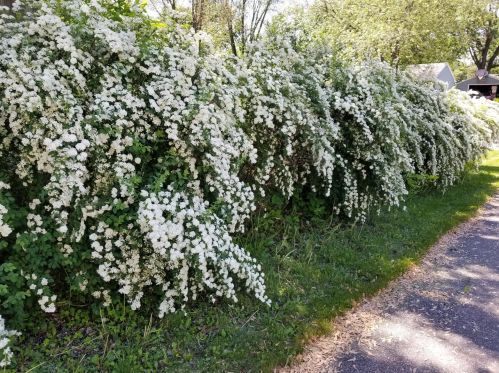 3932 Homewood Ave, Saint Paul MN  55110-4507 exterior