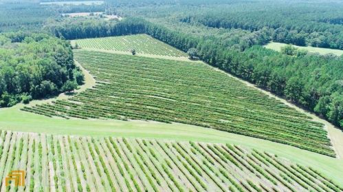 299 Racehorse Rd, Hiltonia, GA 30467-9585