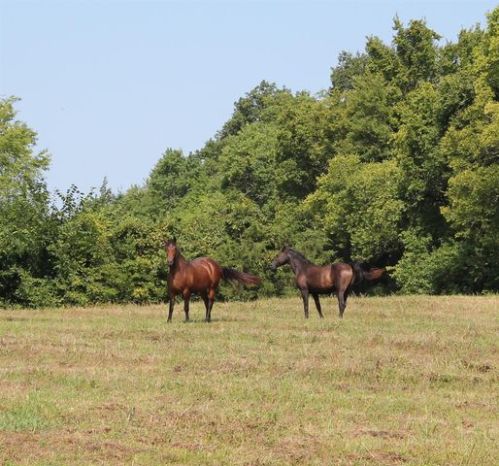 1181 Rocky Valley Rd, Lebanon, TN 37090-0649