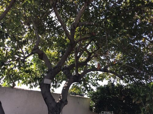 1302 Arlington Ave, Anaheim CA  92801-2003 exterior