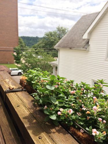 363 Colborne St, Saint Paul MN  55102-3229 exterior