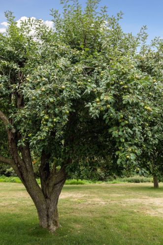 7807 64th St, Saint Paul MN  55115-6849 exterior