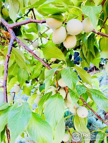 840 Taft Hill Rd, Fort Collins CO  80521-1323 exterior