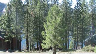 15104 Reed Ave, Truckee, CA