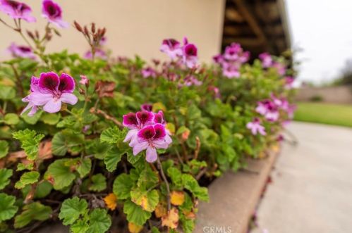 529 Sunkist St, Anaheim CA  92806-3053 exterior