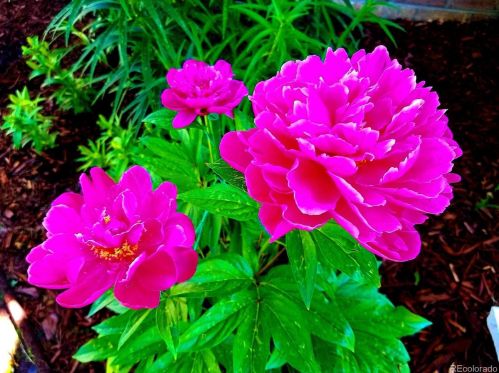 3734 Dexter St, Denver CO 80220-5033 exterior