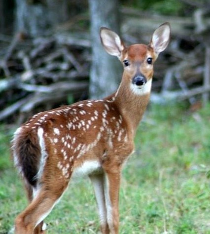 550 Fairway Dr, Big Canoe GA  30143-7946 exterior