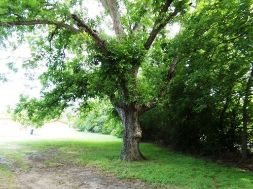 410 9th St, Webberville TX  78621-1642 exterior