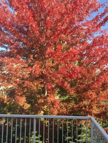 6829 Christian Curv, Saint Paul MN  55125-6738 exterior