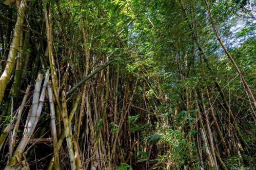 2550 Waiomao Rd, Honolulu HI 96816-3455 exterior