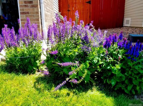 3734 Dexter St, Denver CO 80220-5033 exterior