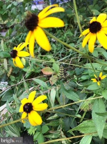 311 Lincoln Ave, Silver Spring MD 20912-5713 exterior