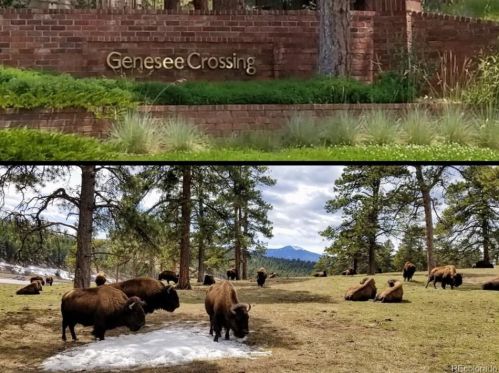 25836 Buffalo Ln, Lakewood, CO 80401