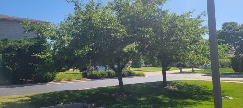 733 5th Ave, Addison IL  60101-2049 exterior