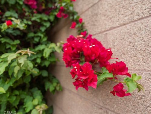 529 Sunkist St, Anaheim CA  92806-3053 exterior