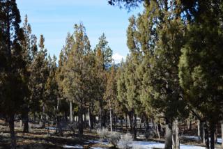 1563 Wild Rye Cir, Bend, OR 97701-5362