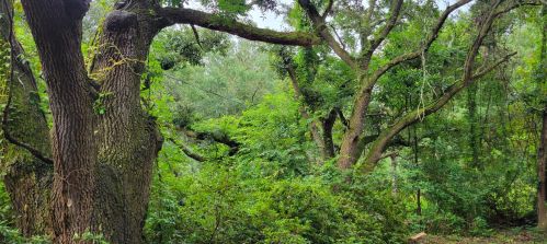 1572 Castlewick Ave, Johns Island, SC 29455-8410