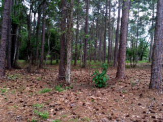20 Long Pine Rd, Tifton, GA 31794-1922