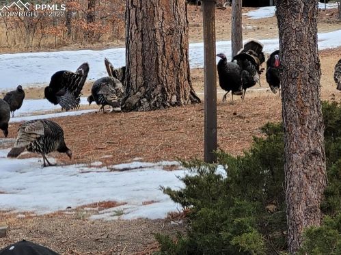 17485 Chipped Arrow Way, Woodmoor CO 80132-8505 exterior