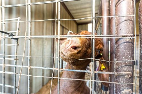 1016 Chateau Wood Pkwy Dr, Conroe TX  77385-9771 exterior