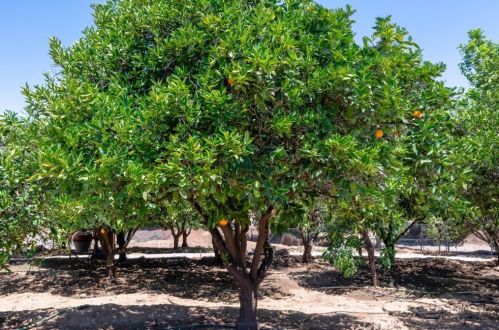 1901 Praed St, Riverside CA  92503-6630 exterior