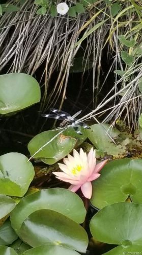 8159 Sun Country Dr, Elizabeth CO 80107-9343 exterior