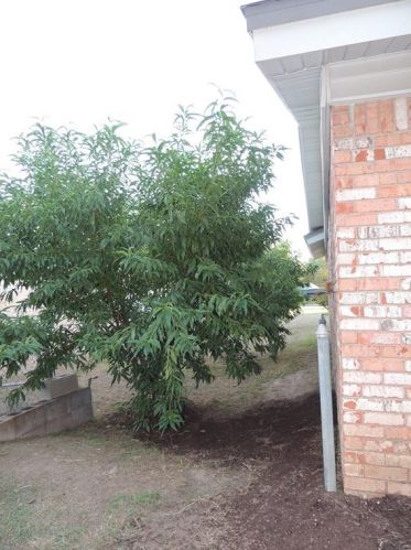 8824 Silver Creek Rd, Fort Worth TX  exterior